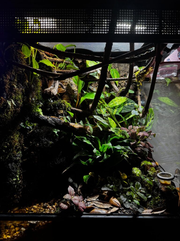 Crested geckos terrarium Crested geckos terrarium