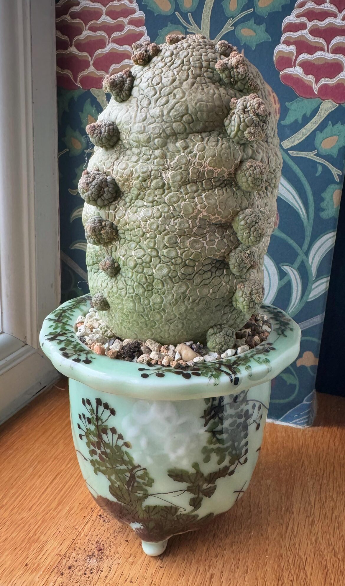 Pseidolithos migiurtinus