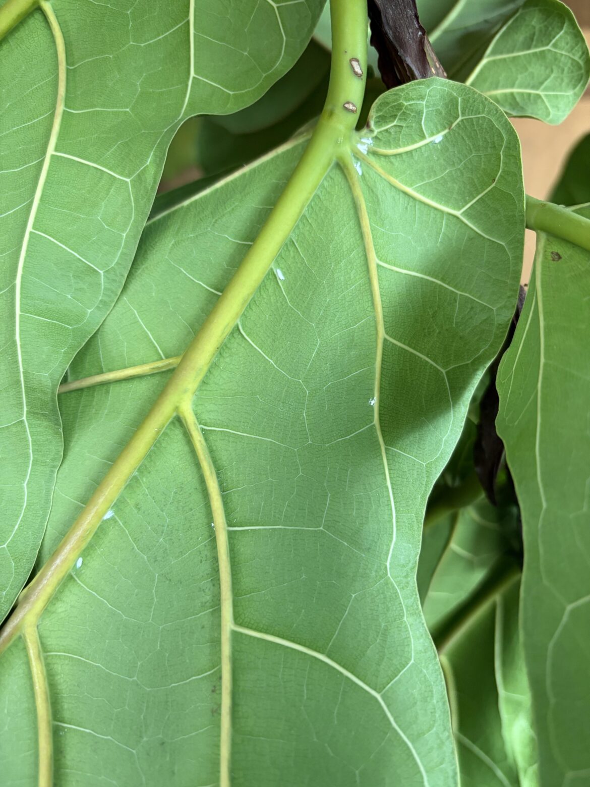 Any idea what these white spots are? Should I be concerned?