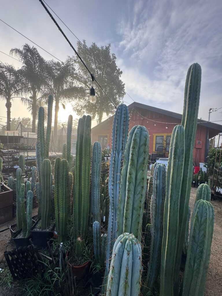 The morning after the rain in the Cactus Farm