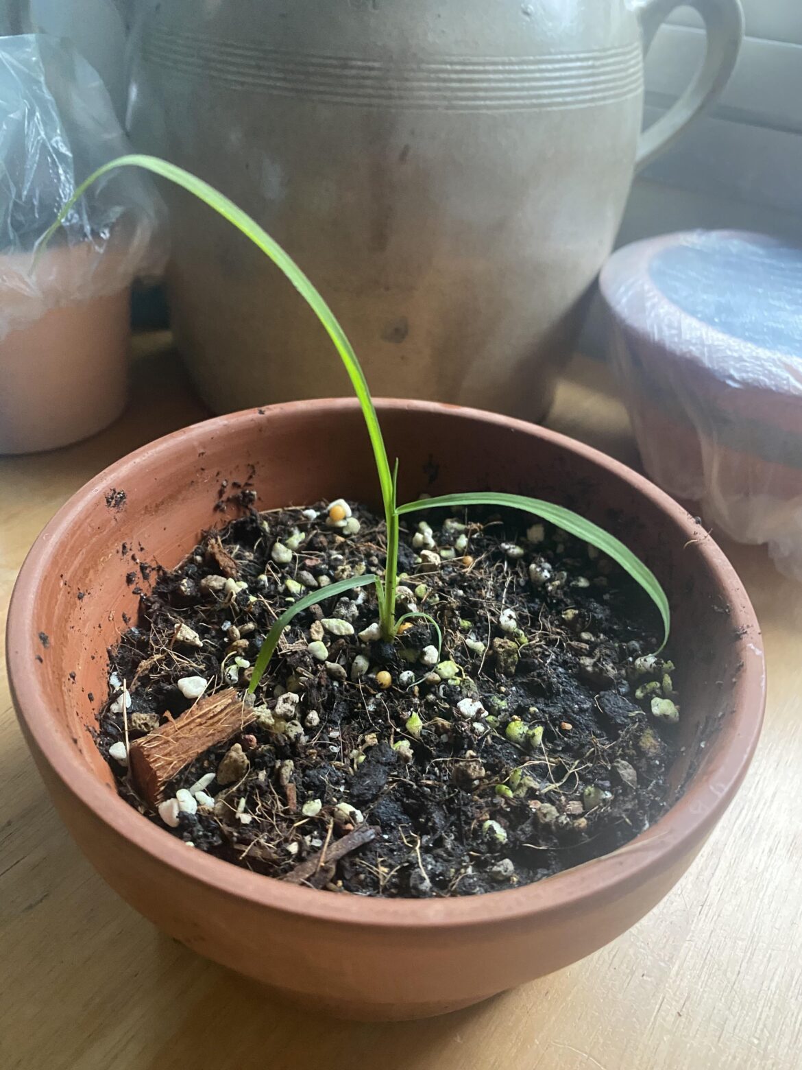 be honest did I accidentally grow a blade of grass.