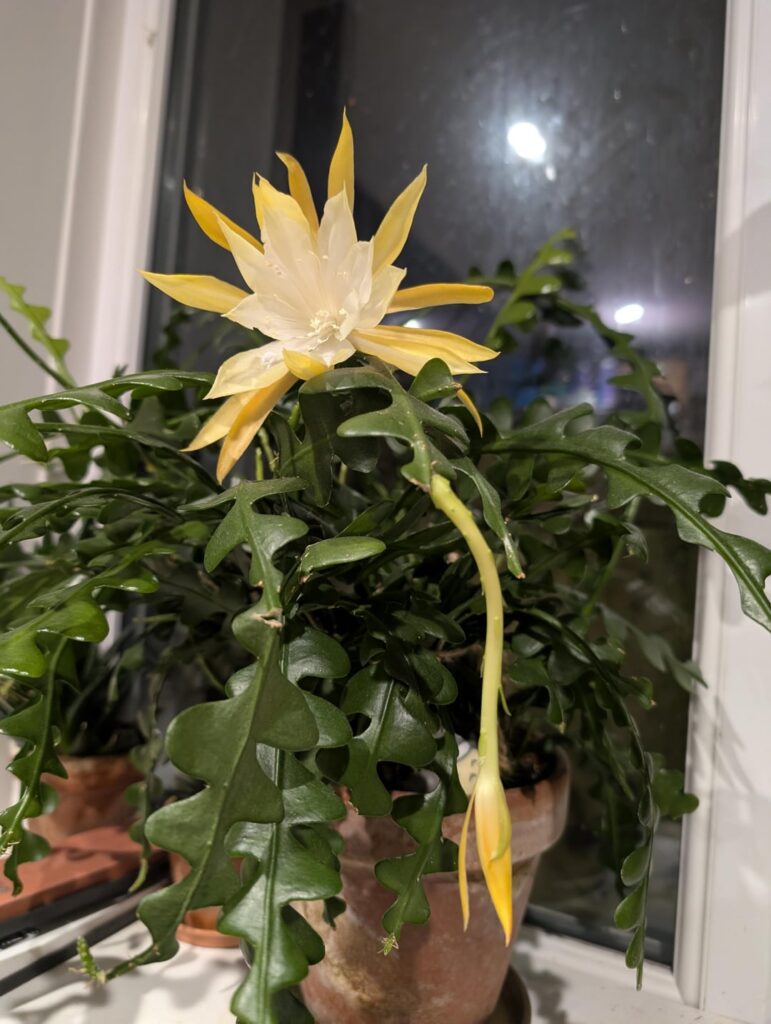 Disocactus anguliger: First flower after 3.5yrs of care - Finally!