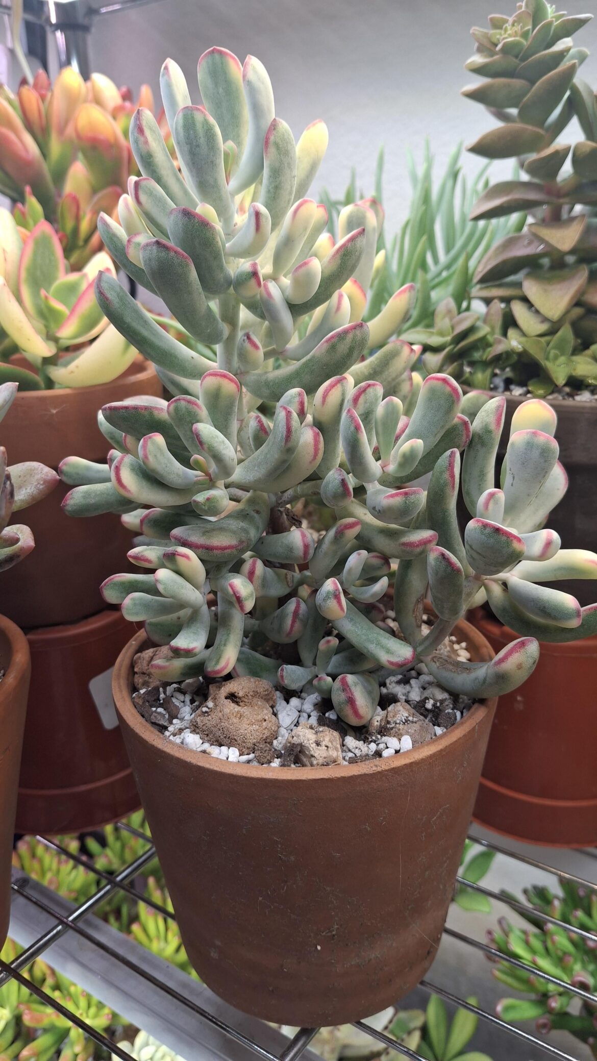 cotyledon orbiculata help