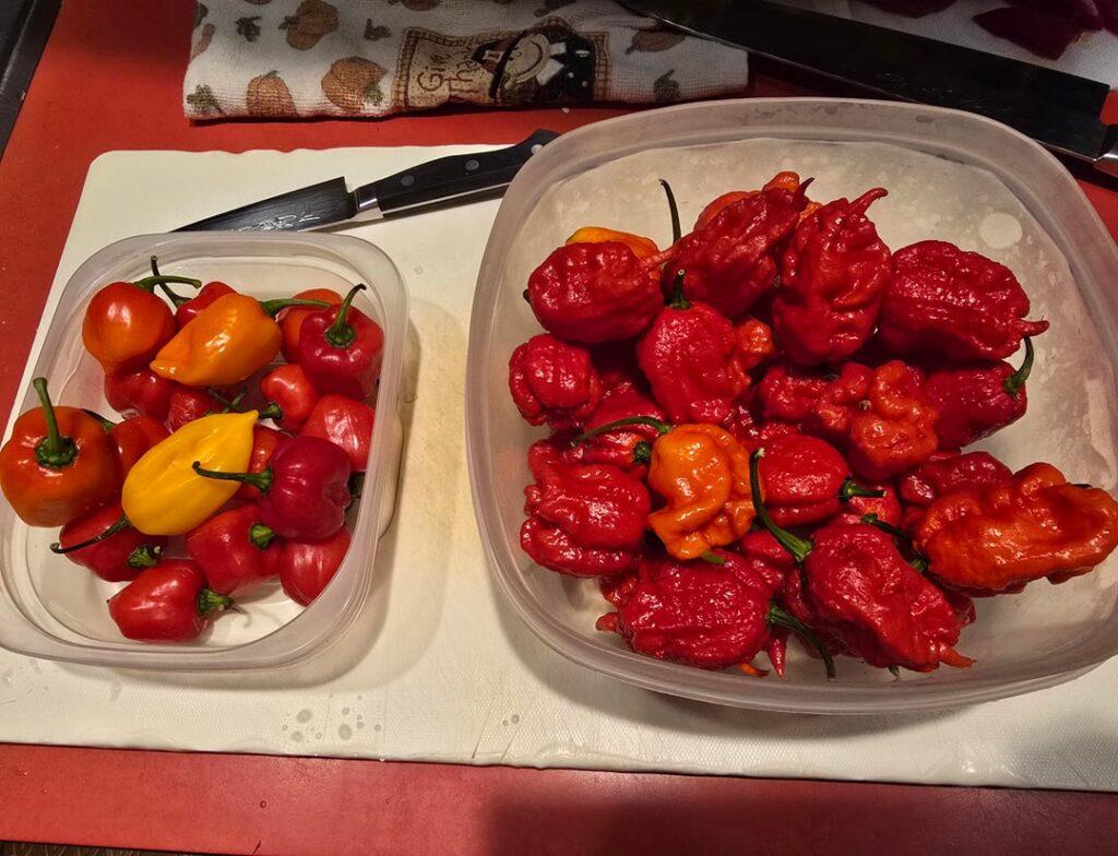 Habaneros and Carolina Reapers, first time growing hot peppers