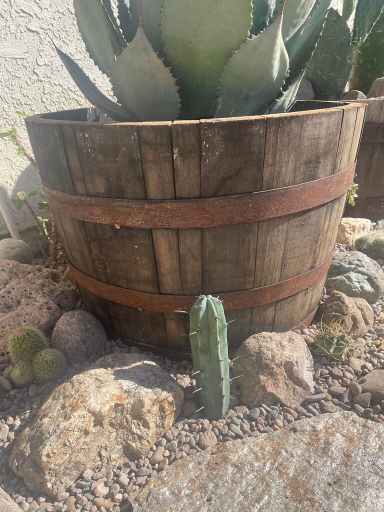 Myrtillocactus geometrizans—2 years later