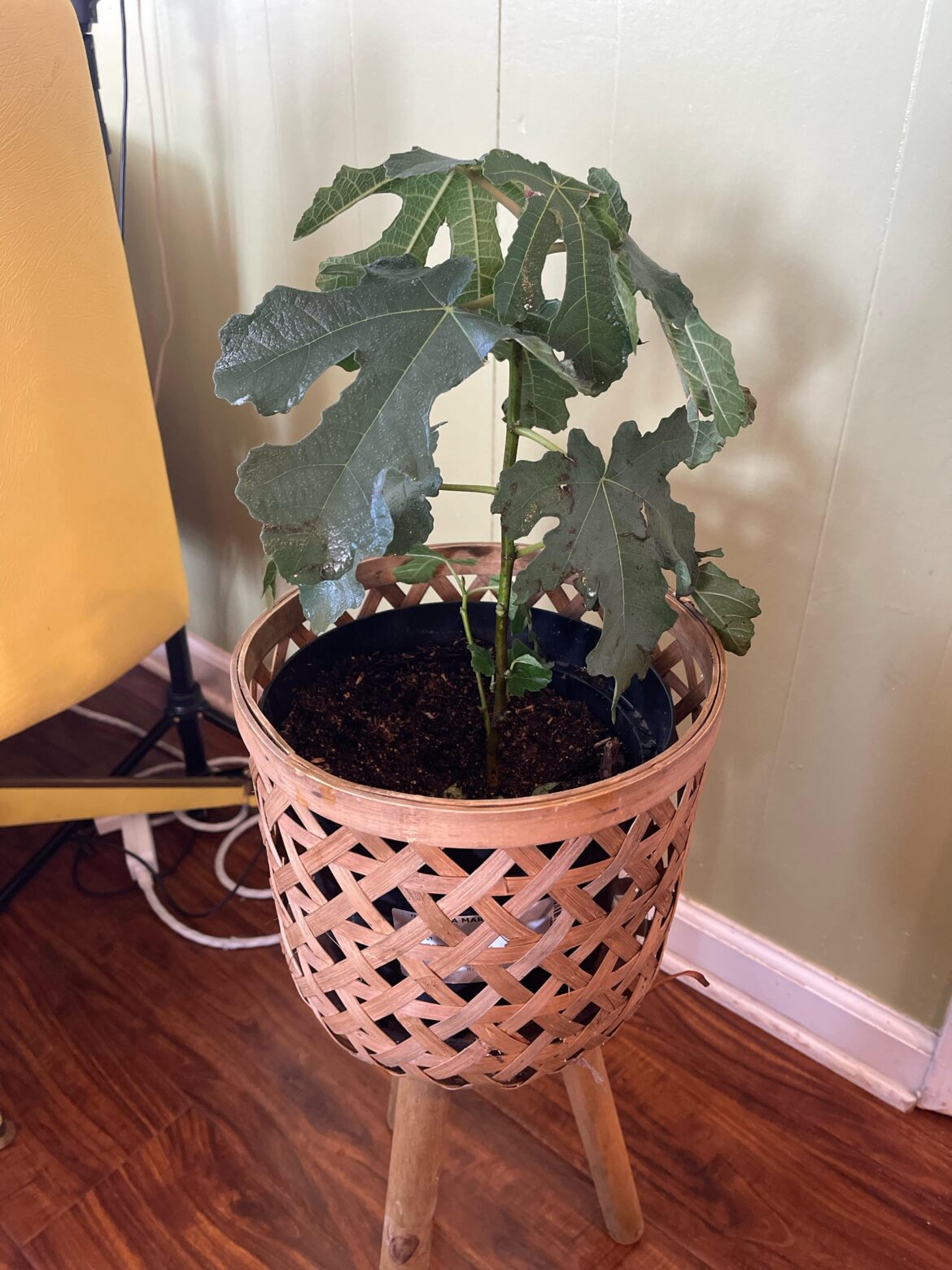 Help propagating fig Help propagating fig