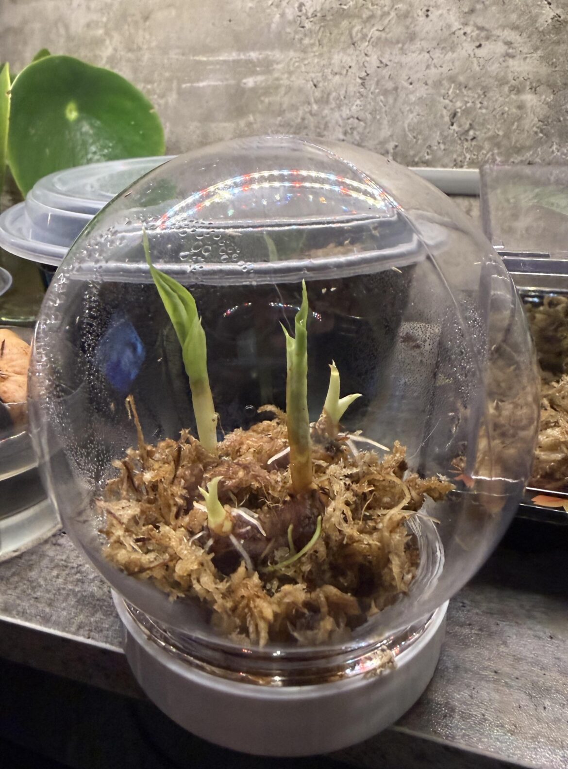 Shoutout to my corms