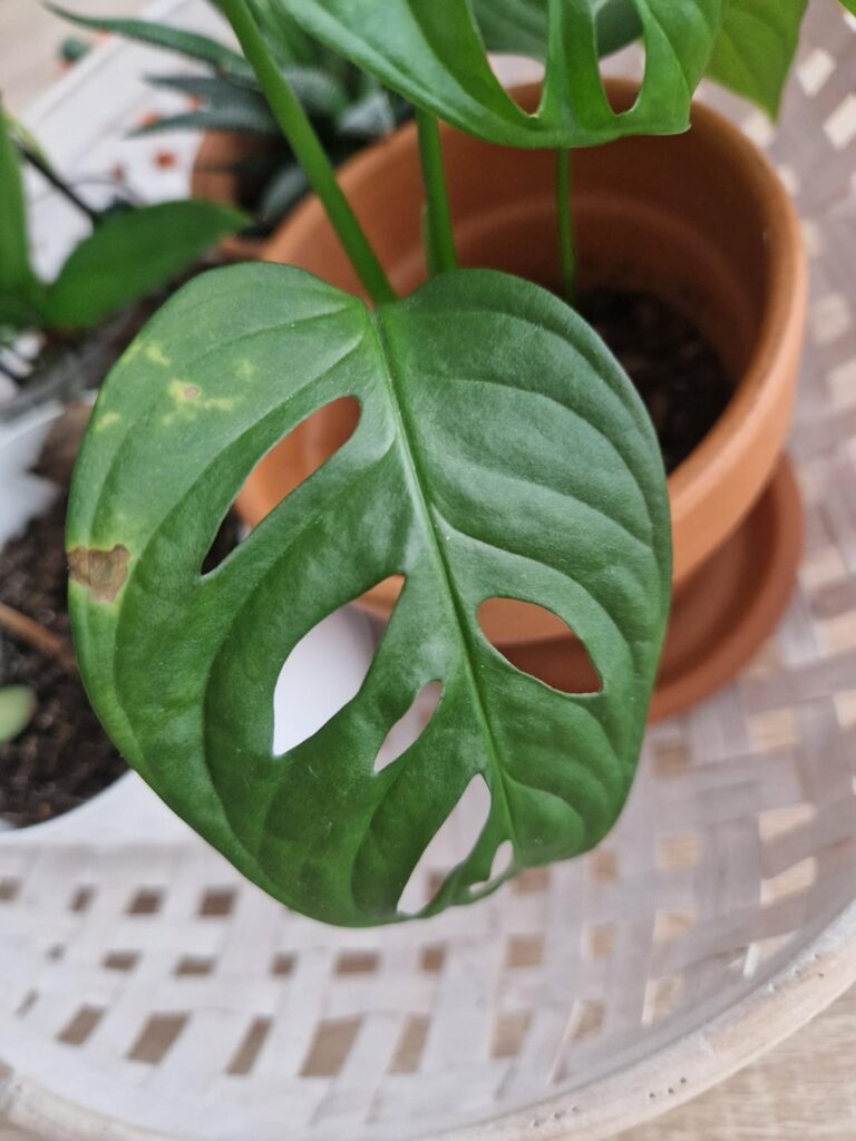 It's thrips isn't it?