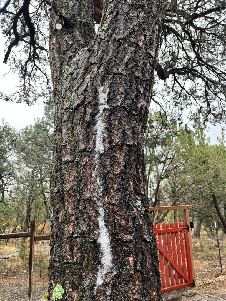 Why is my piñon foaming when it rains? Why is my piñon foaming when it rains?