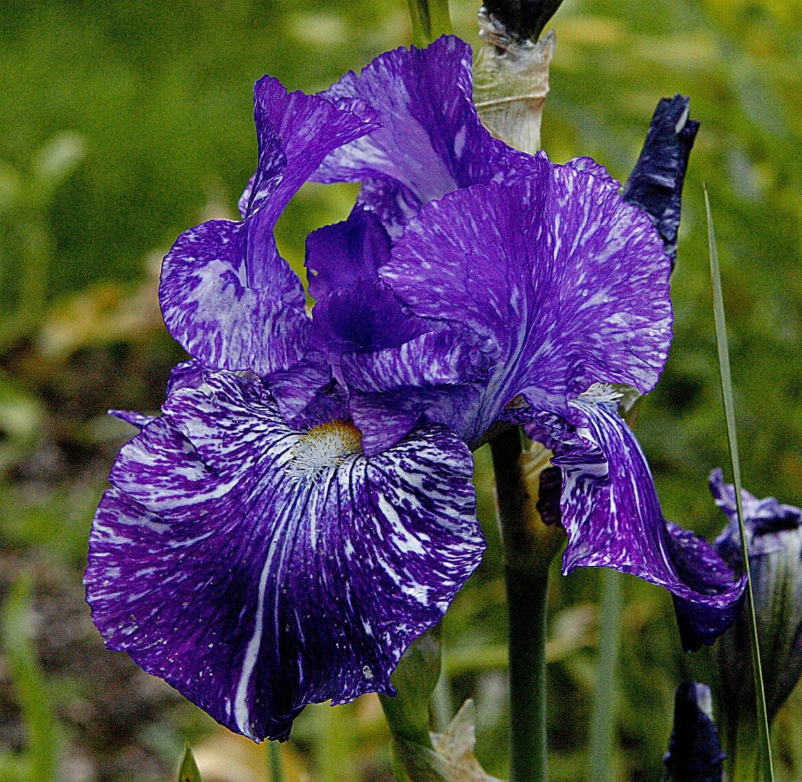 💜Purple bearded iris💜[OC]