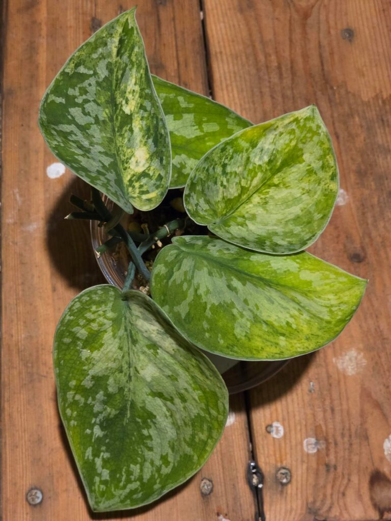 Just some post watering pics