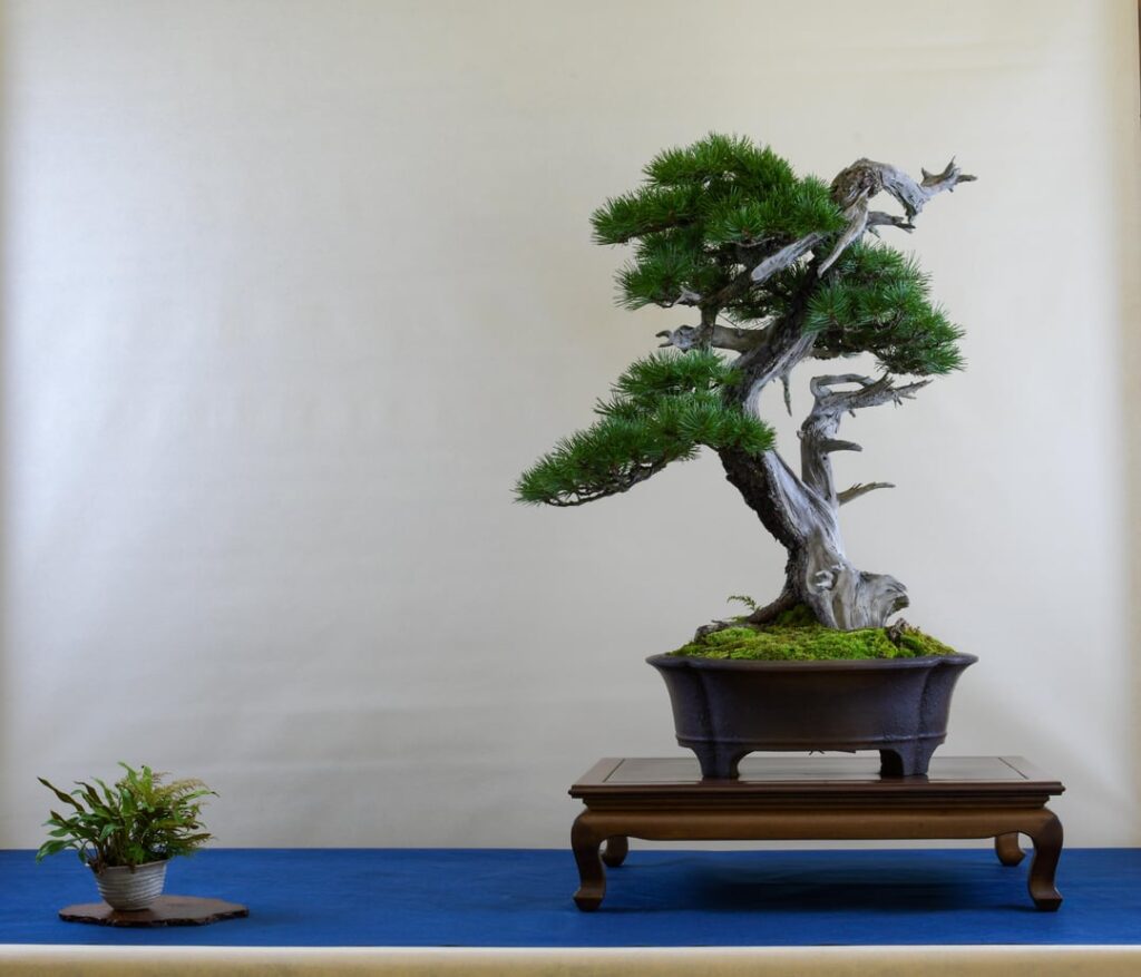 32° Mostra Bonsai “Coordinamento del Triveneto” Nord Est Italy 32° Mostra Bonsai "Coordinamento del Triveneto" Nord Est Italy