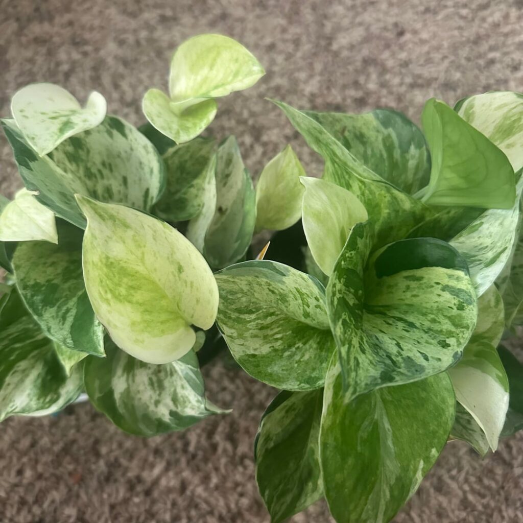finally got my wishlist pothos💚