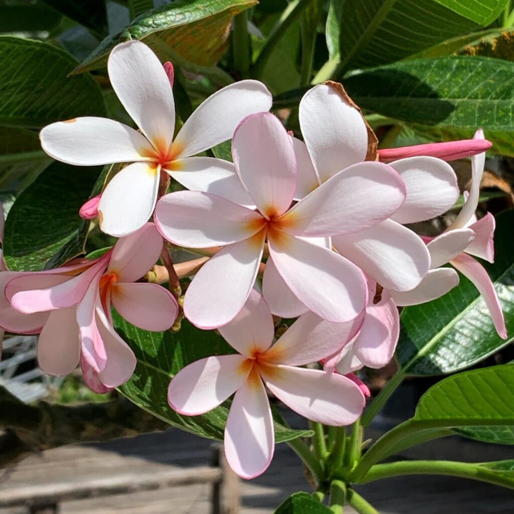 Frangipani (plumeria) -Thailand