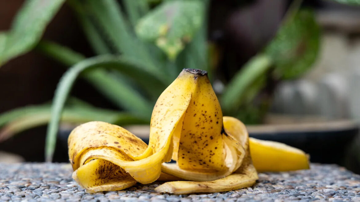 Use Them In Your Garden For Plant Growth Yahoo lifestyle home