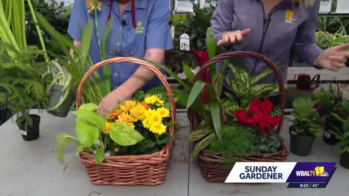 Plant arrangements to gift the gardener in your life Plant arrangements to gift the gardener in your life