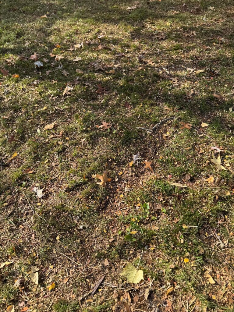 Update to too big of leaf debris after Mulching- better?