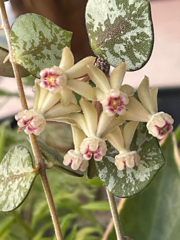 Holy moly my Hoya curtisii bloomed today!!!!!