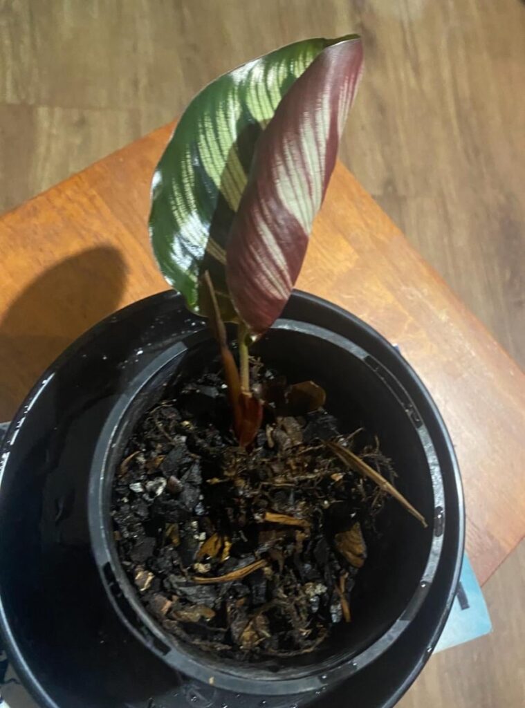 Update: This son of a gun somehow resurrected from the dead Update: This son of a gun somehow resurrected from the dead