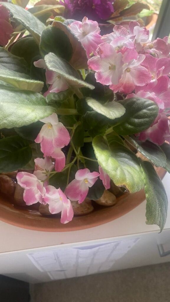 Are these flowers at the back from a crown? Hoping to grow more of this beauty, so fingers crossed!