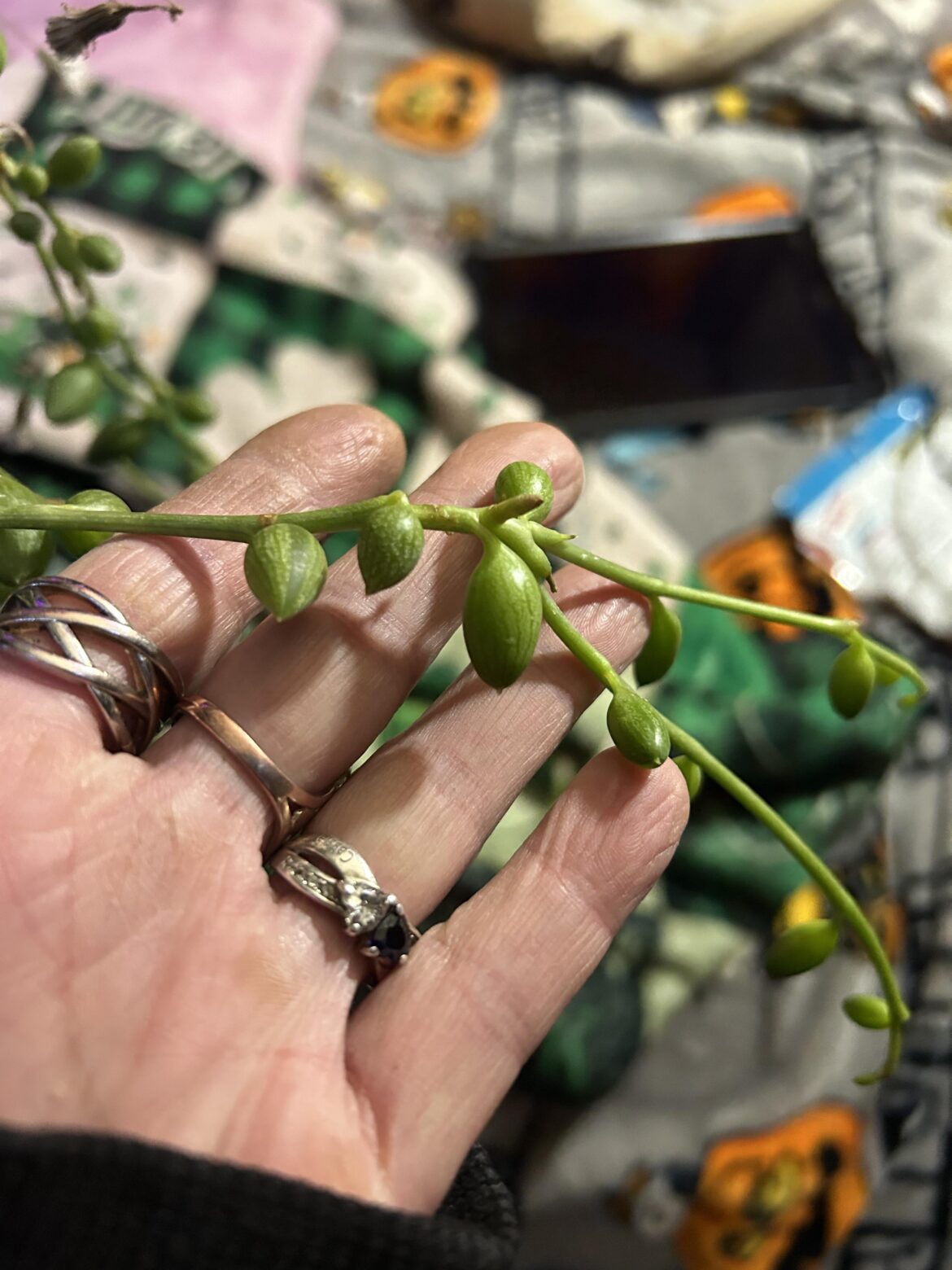Is this a root to the string of watermelon