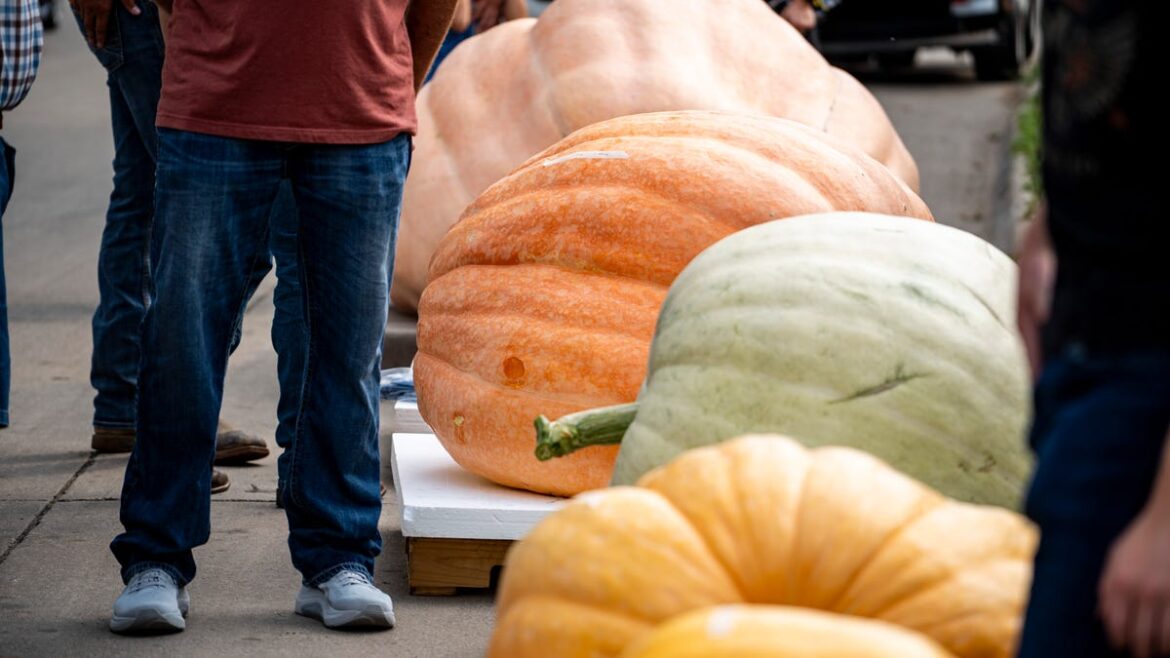 Five things you didn’t know about pumpkin Five things you didn’t know about pumpkin