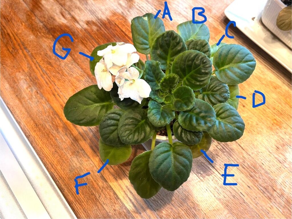 Time to prune / propagate?