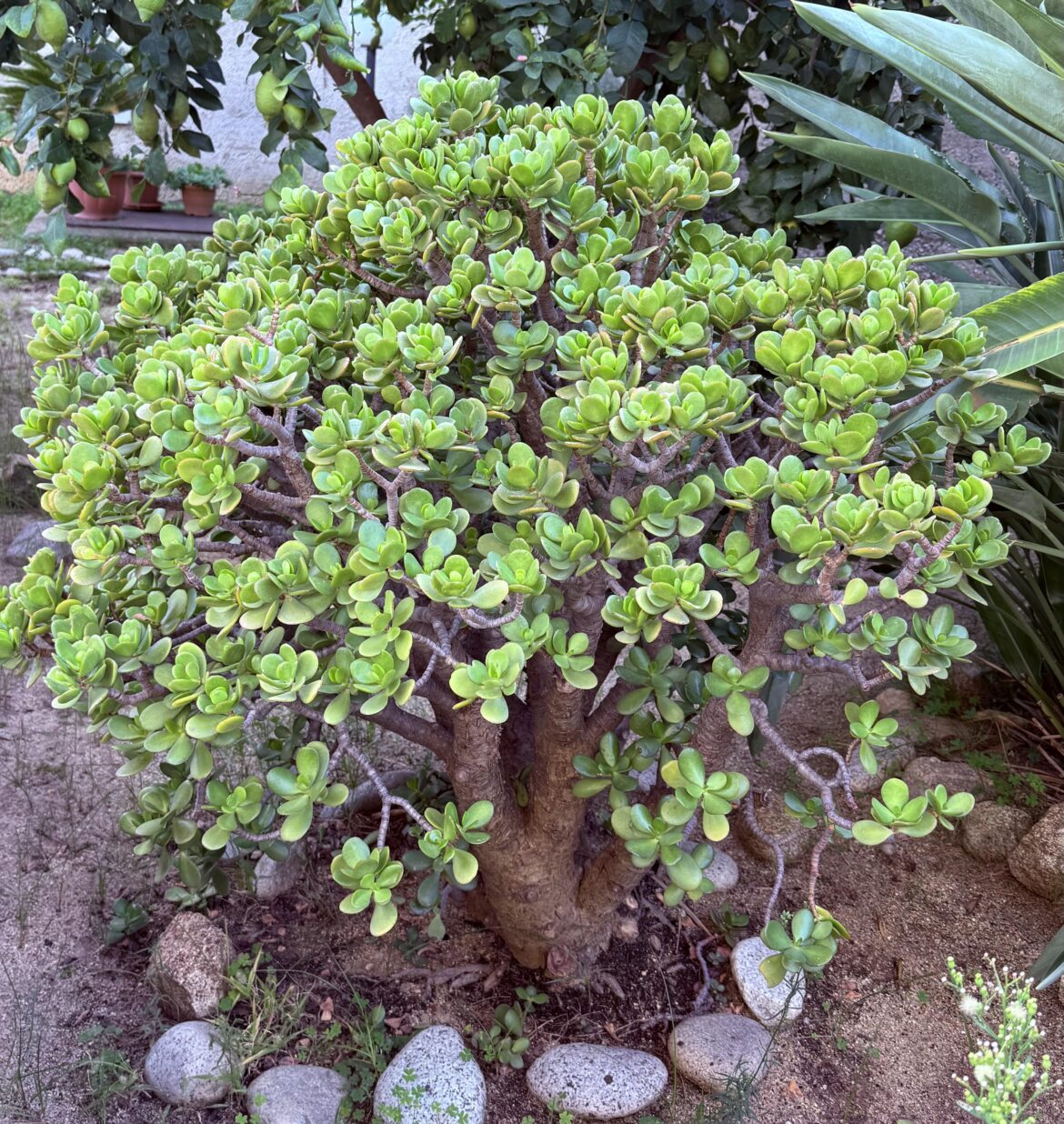 20 year old boy in my garden