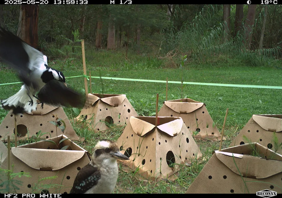 A pee-wee and a kookaburra close to a cluster of pods.