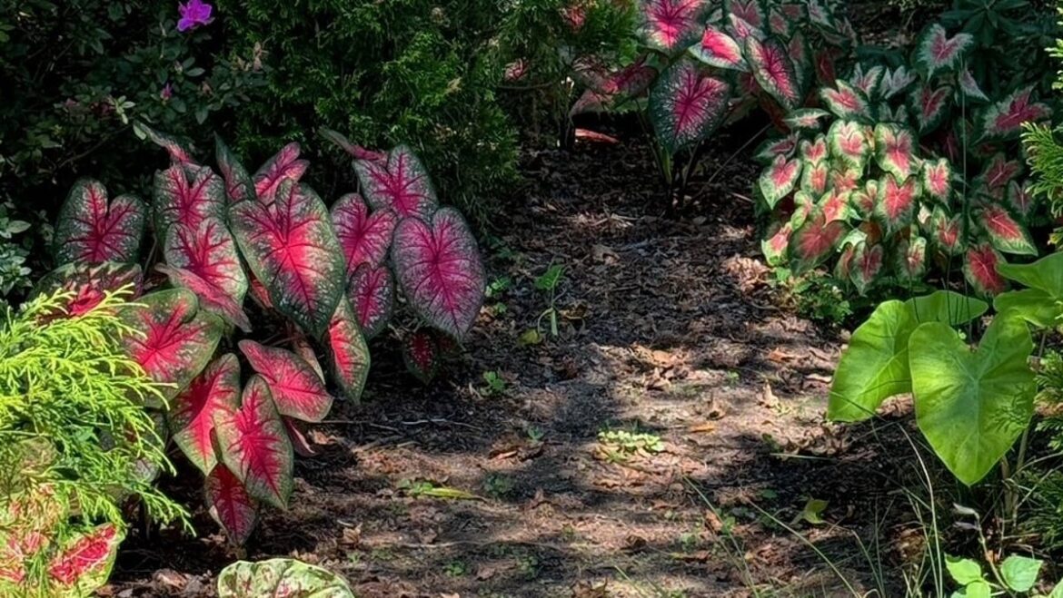 Gardening might be the perfect way to relax and recharge.