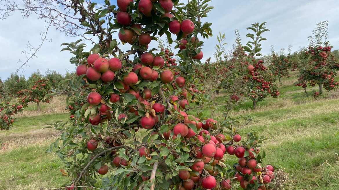 Apple tree identification — mystery solved!