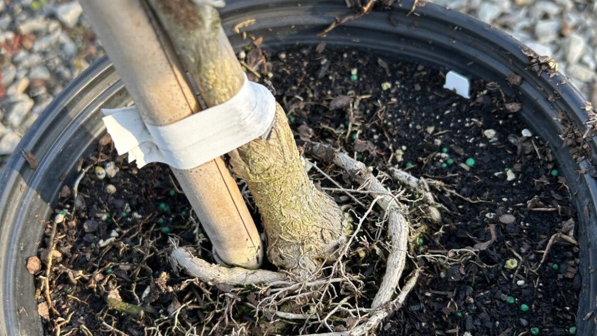 Planting your new tree