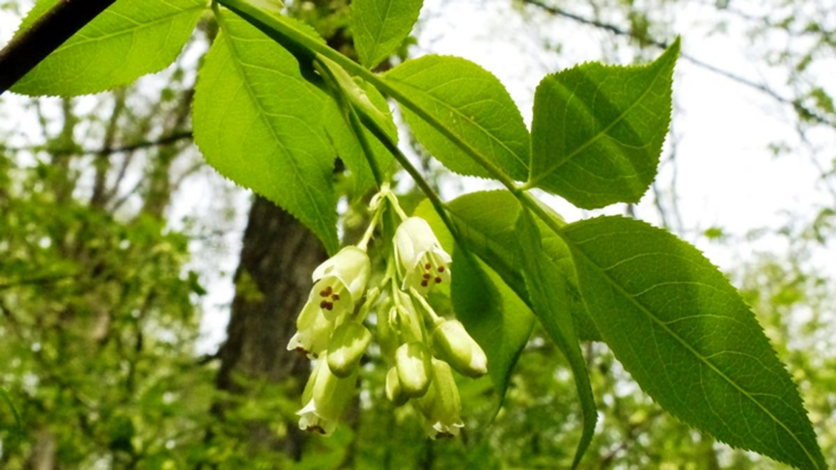 Every part of the American bladdernut adds interest to a garden