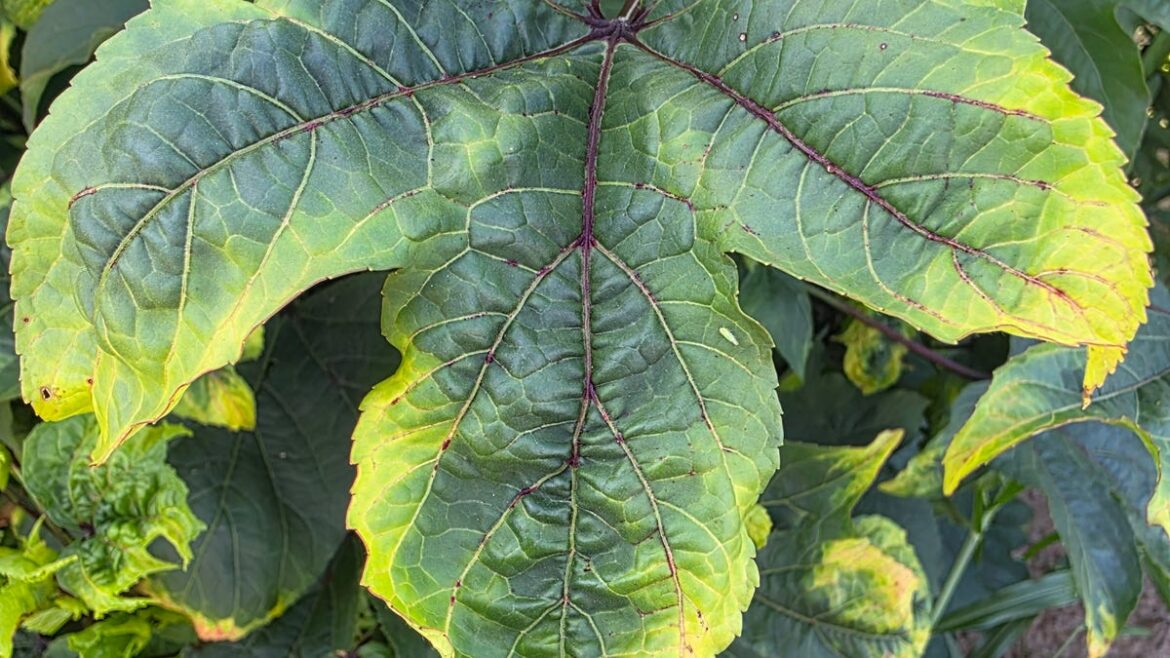 New invasive pest poses danger to Florida crops, ornaments New invasive pest poses danger to Florida crops, ornaments