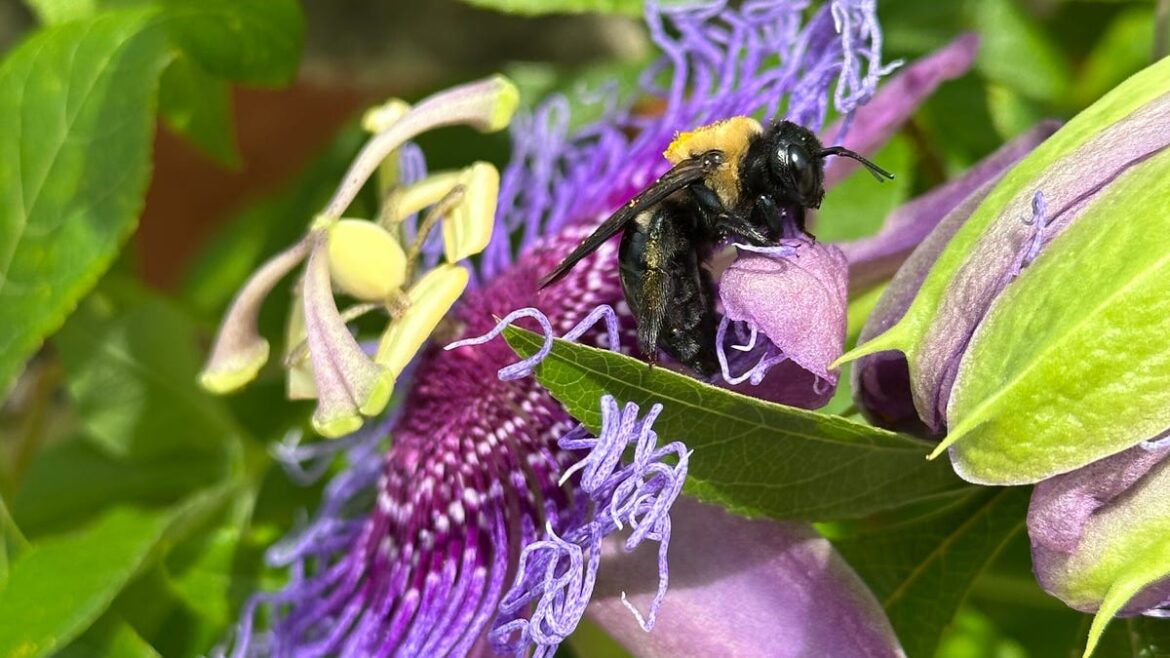 Frost dates are changing, which affects Wilmington area gardeners