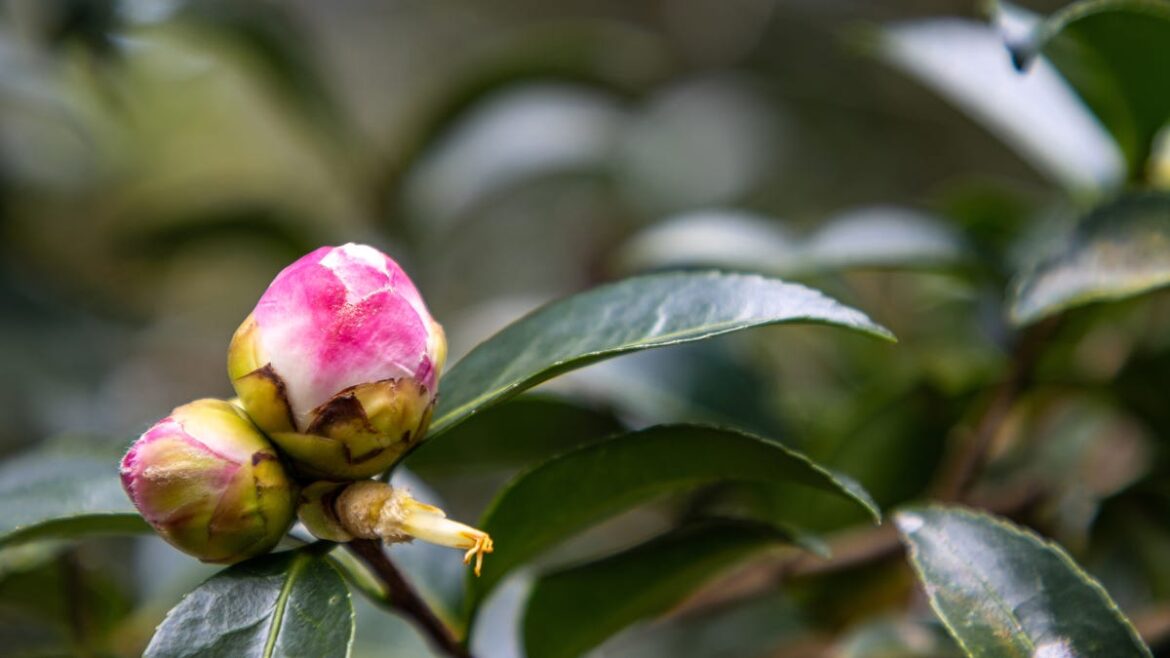 Cold snaps – How to prepare, protect your plants properly Cold snaps – How to prepare, protect your plants properly