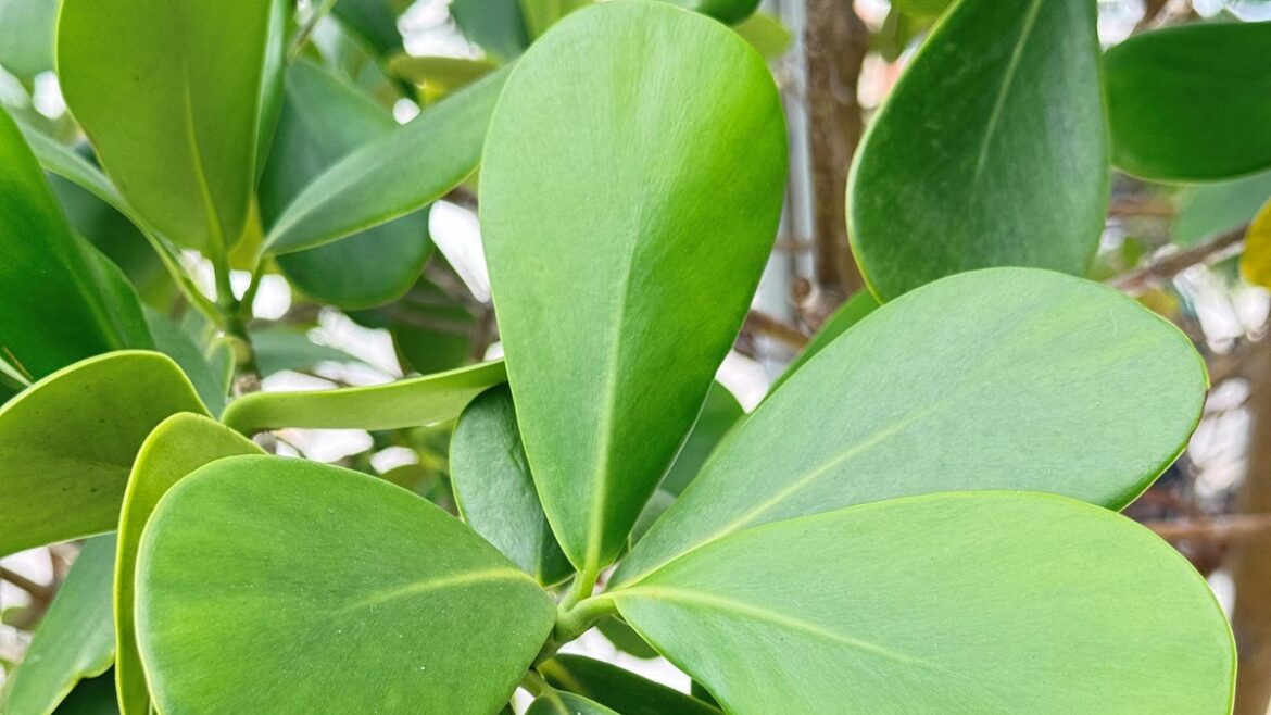 Smaller native shade trees fit South Florida spaces Smaller native shade trees fit South Florida spaces