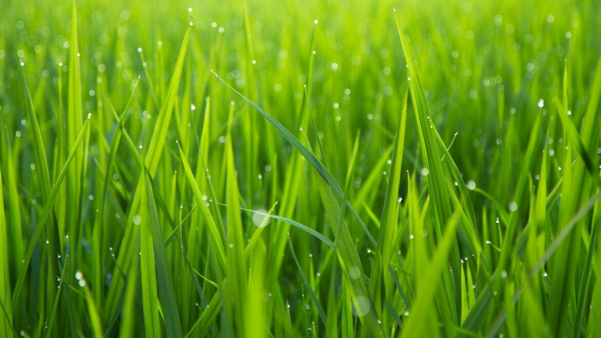 A deeper lawn is a healthier lawn