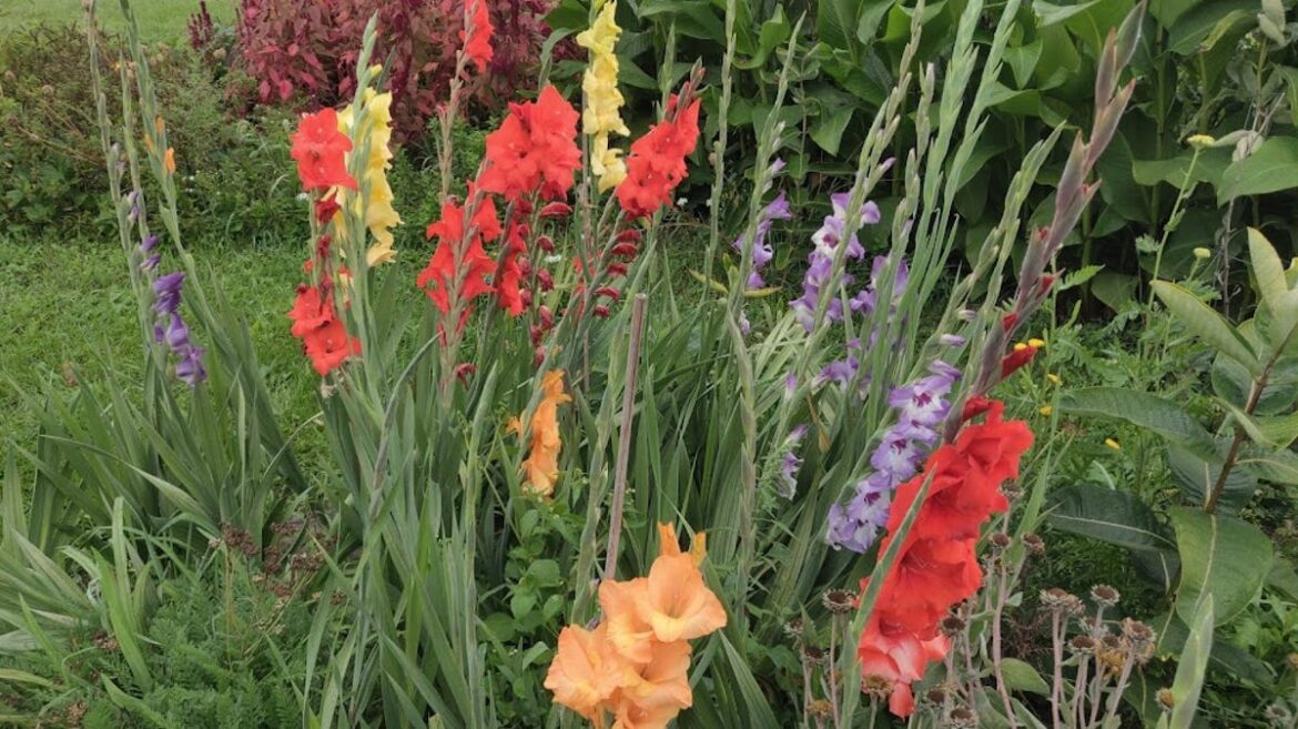 Lift and store gladiolus corms over winter for next year's flowers