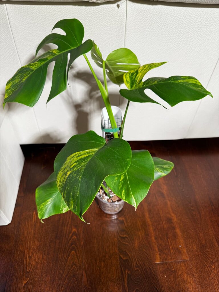 How much is this monstera aurea worth in nyc