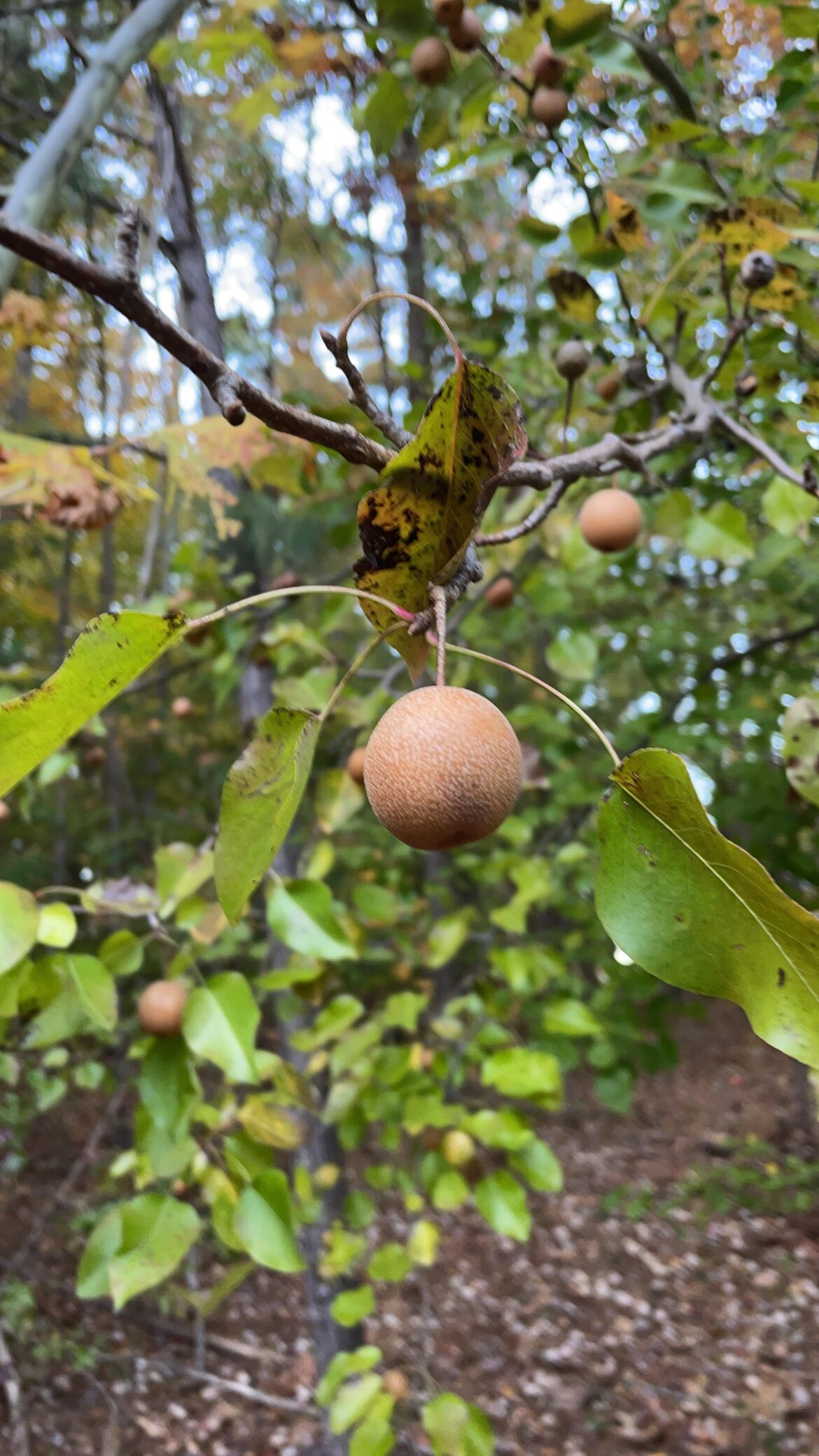 What kind of tree is this? What kind of tree is this?