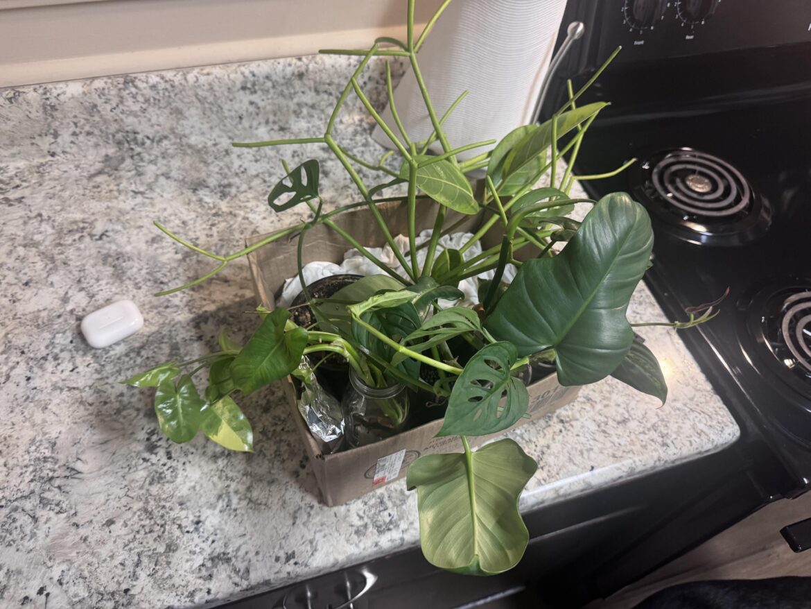 Not really proplifting but feel like I stole.