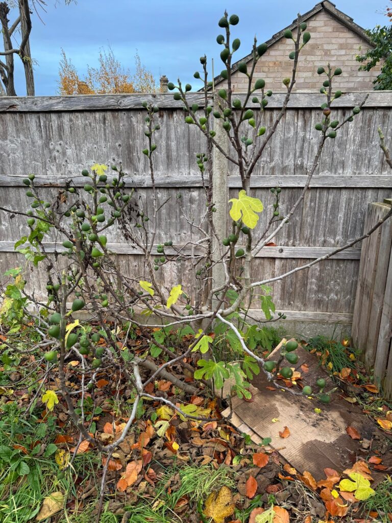 Help pruning Fig Tree Help pruning Fig Tree