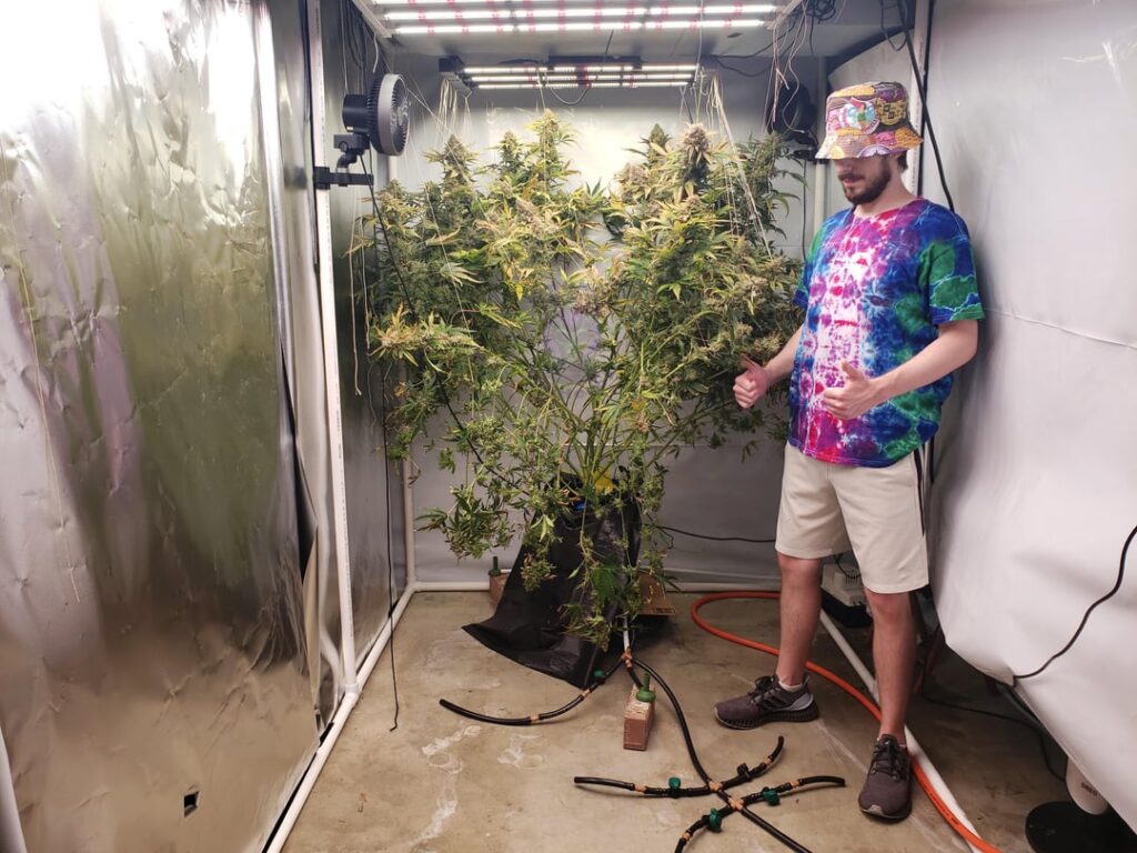 957 grams dry Autoflower - Crumble n Cream