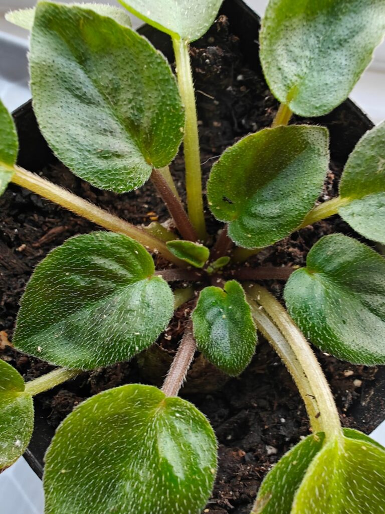 Pest identification help for two of my violets Pest identification help for two of my violets