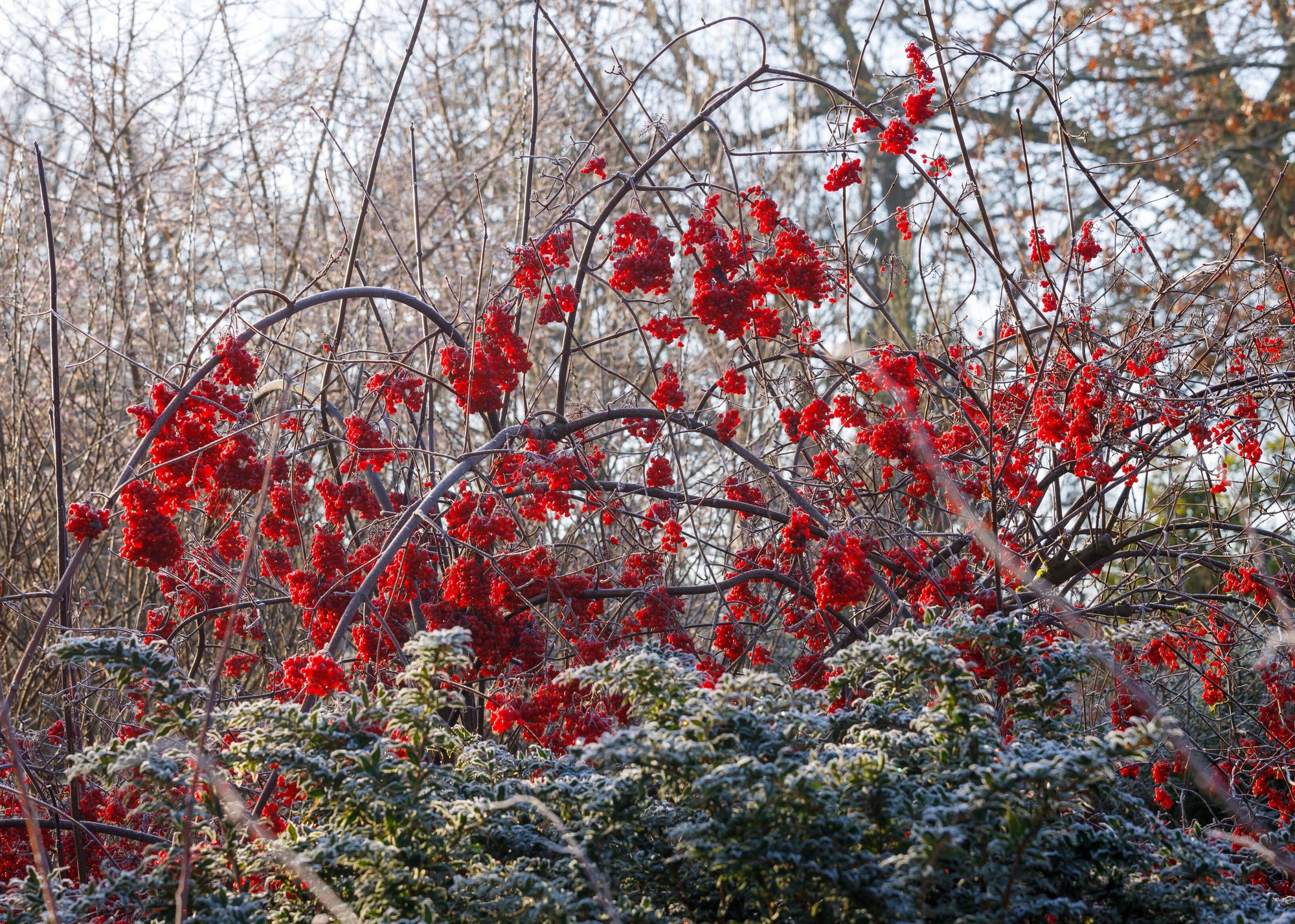Viburnum betulifolium in the Winter Walk at Seven Acres at RHS Garden Wisle
