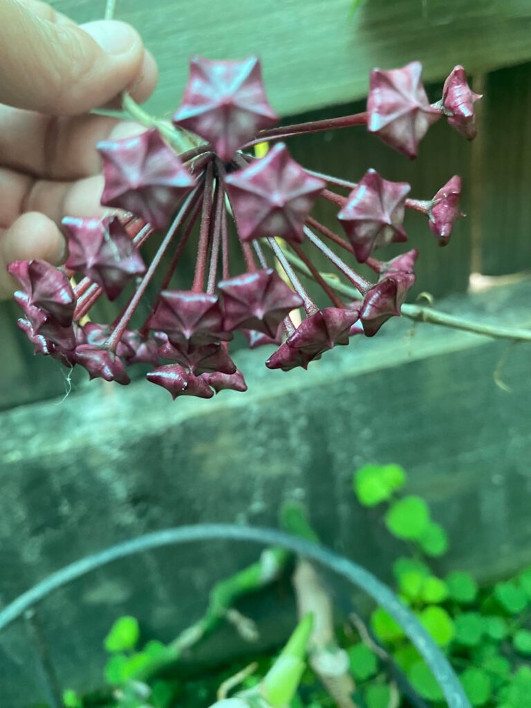 HOYA PUBICALYX finally flowered never knew what colour she was 😍