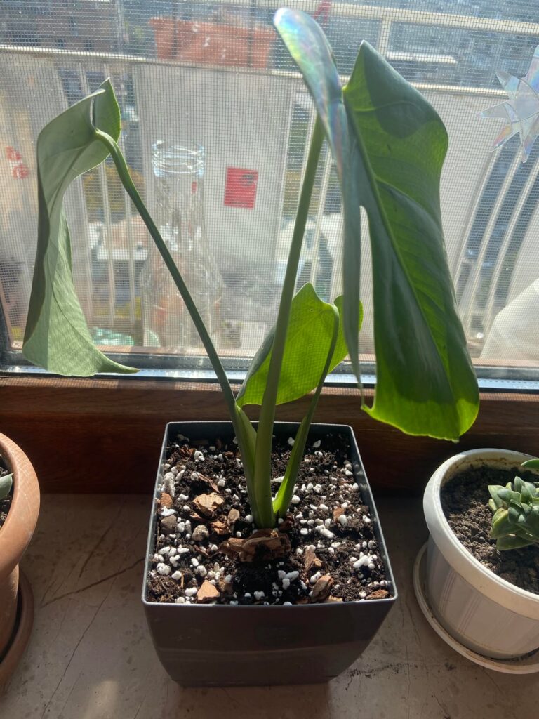 Are the leaves droopy?