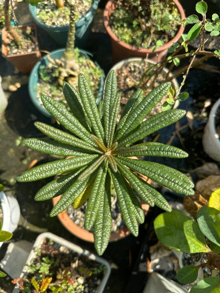 Dorstenia Gigas