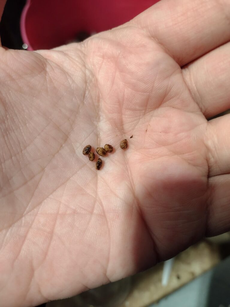 Any advice on growing Spathiphyllum from seed? Any advice on growing Spathiphyllum from seed?